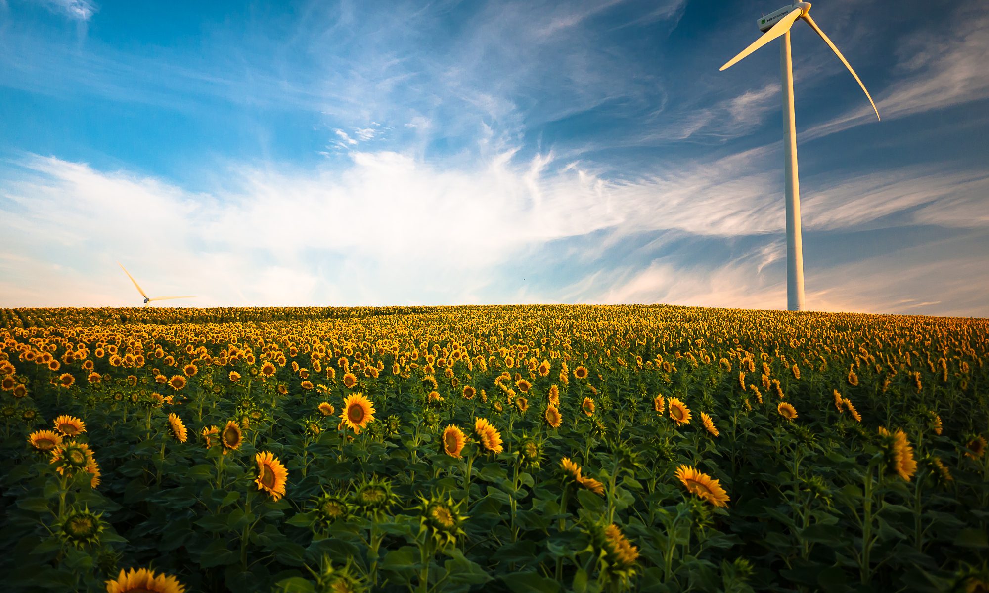 Ein Windrand an einem Sonnenblumenfeld. Quelle: unsplash
