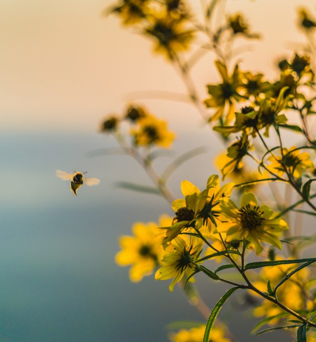 Eine Biene im Abendlicht im Anflug auf eine Blume. Vor allem Bienen sind vom Insektensterben betroffen.
