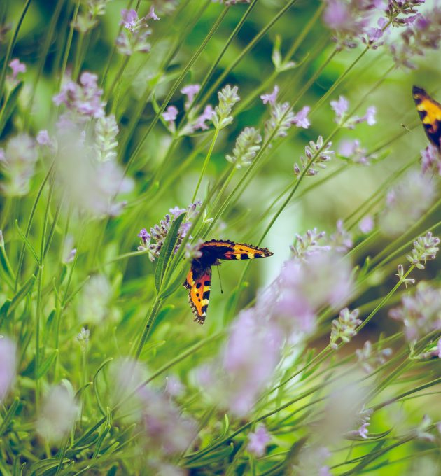 Ein Schmetterling auf einer Lavendelblüte in Zorge, Deutschland. Immer weniger Schmetterlinge gibt es inzwischen. Das Insektensterben in Deutschland ist real.