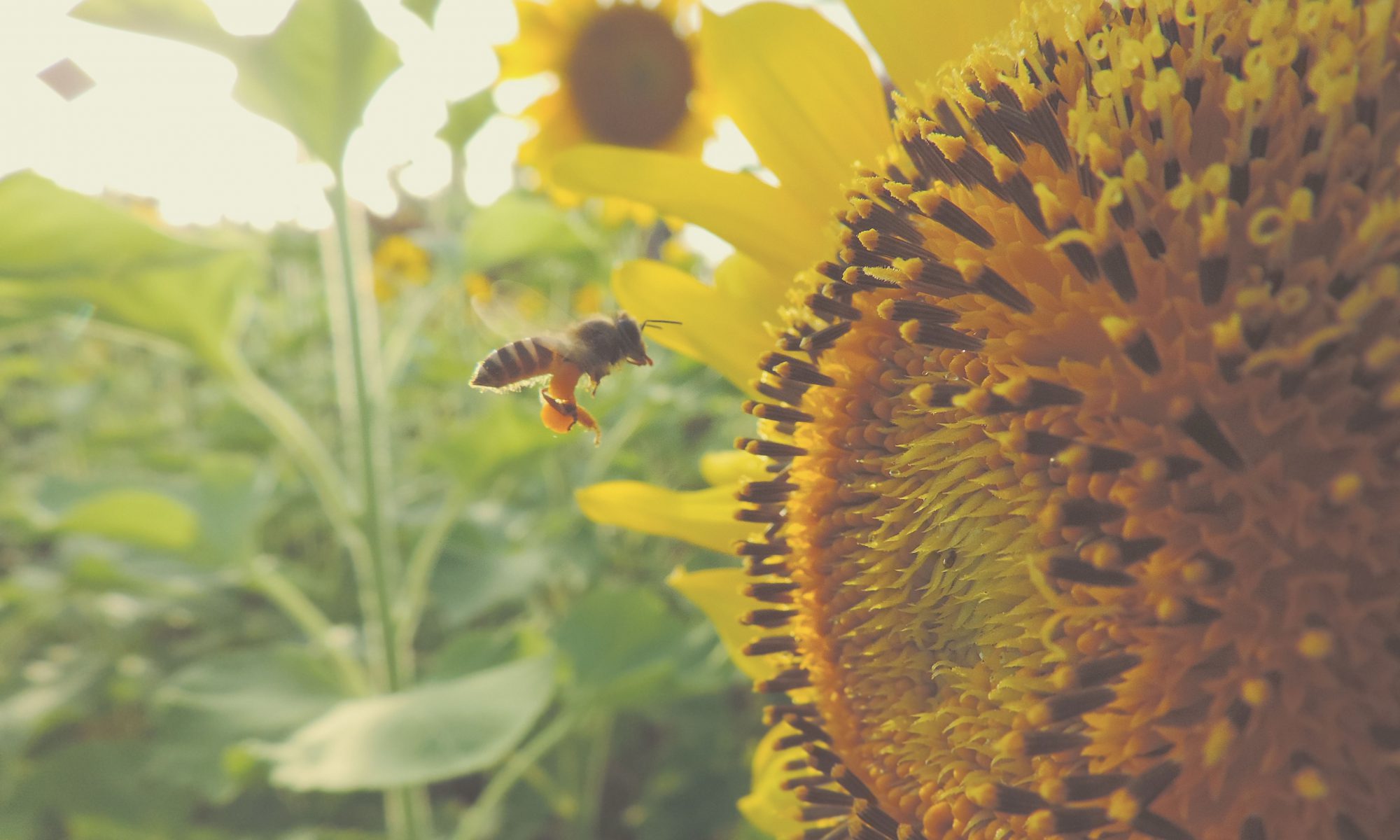 Insektensterben und Artenschwund stoppen fordern die Grünen. Das Massensterben von Bienen und anderen Insekten hat langfristig hohe ökonomische Folgen.