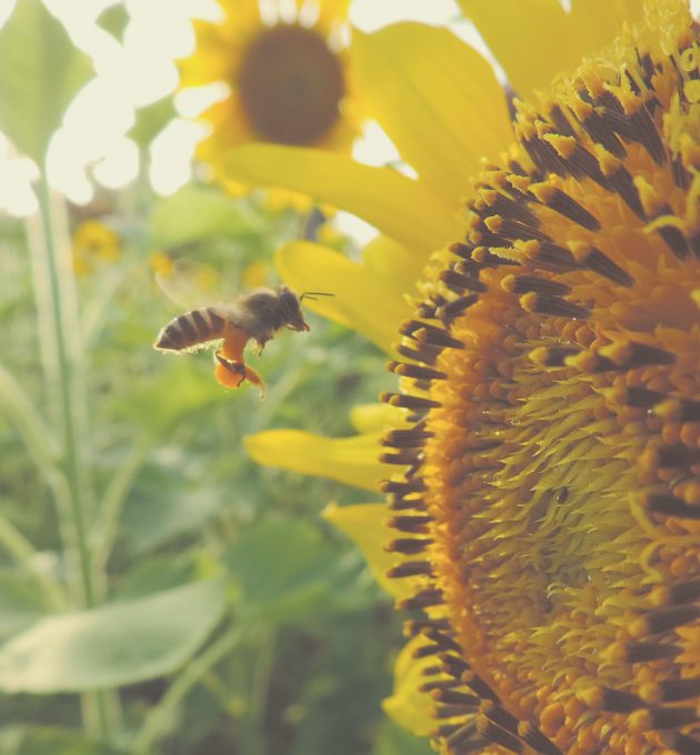 Insektensterben und Artenschwund stoppen fordern die Grünen. Das Massensterben von Bienen und anderen Insekten hat langfristig hohe ökonomische Folgen.