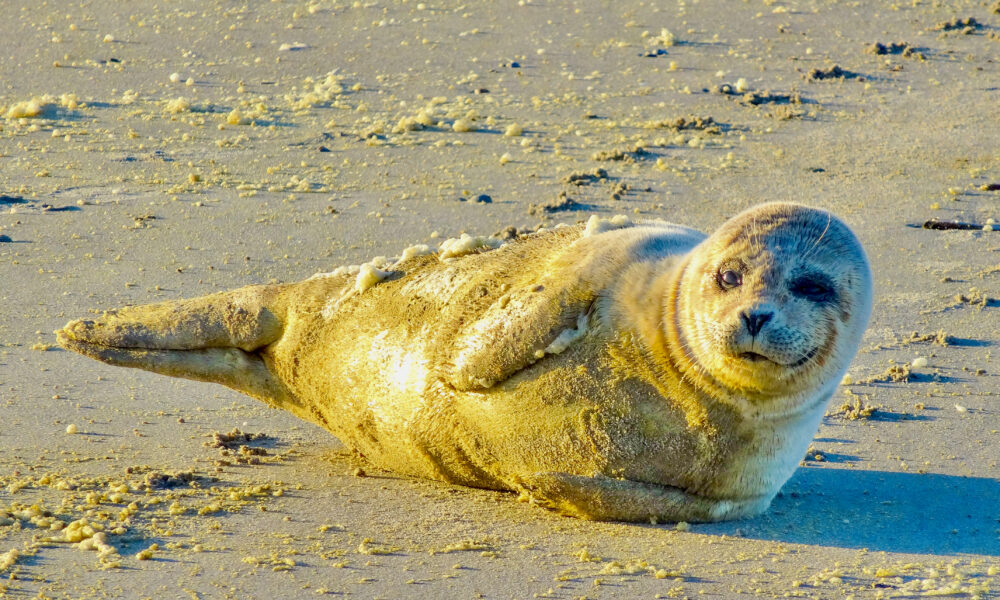 Bild einer Robbe am Strand
