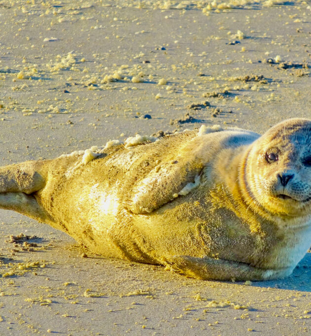 Bild einer Robbe am Strand