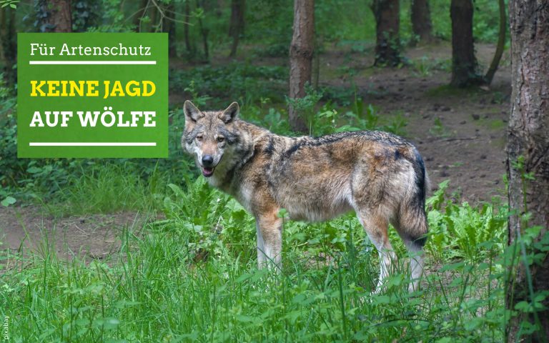 „Wolfspläne würden das Ende des Wolfs in Deutschland einleiten“