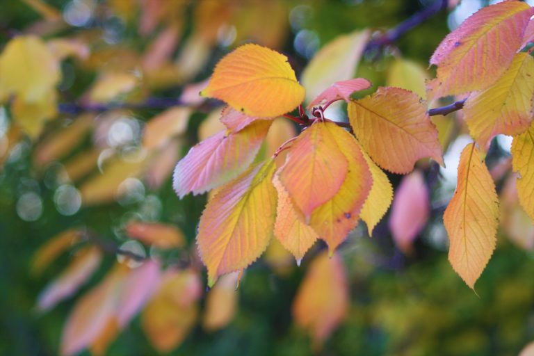 „Wir brauchen artenreiche und klimastabile Wälder“