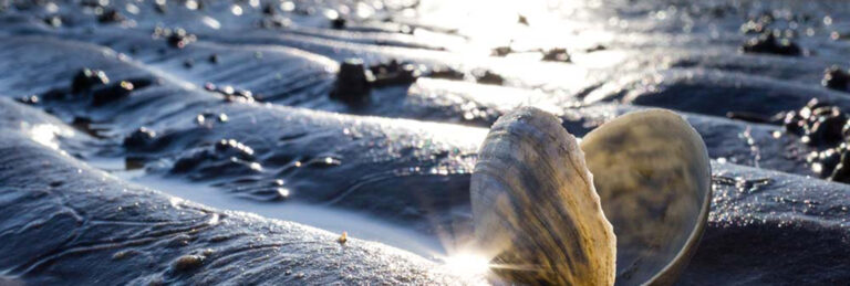 Grüne unterstützen Protest gegen Gasförderung vor Borkum