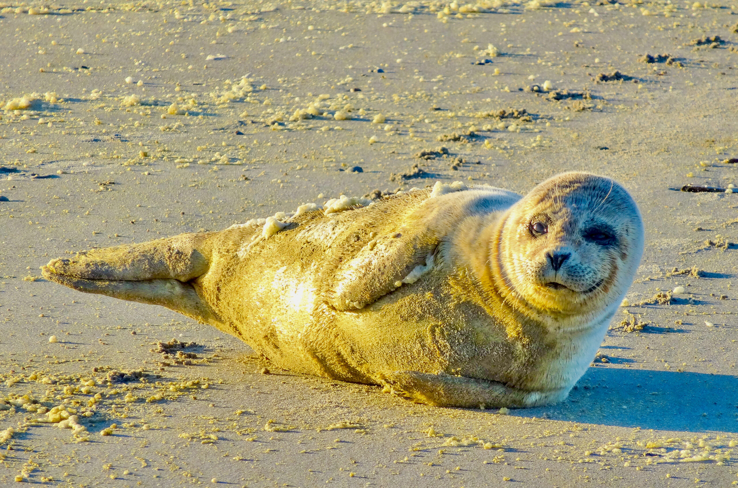 Bild einer Robbe am Strand